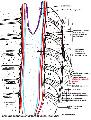 Gerinccsatorna tmetszete oldalirnybl © dr Nemessnyi